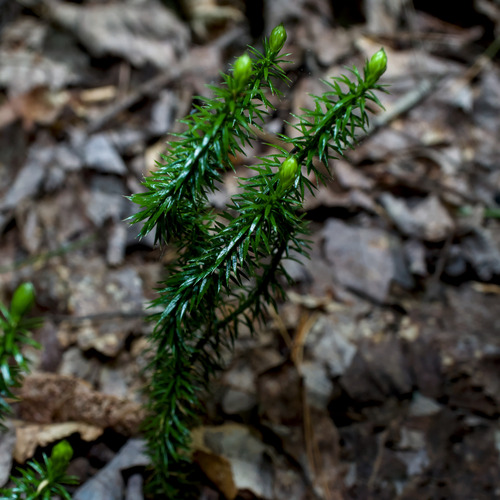 interrupted clubmoss
