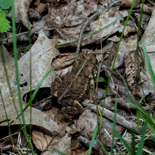 American Toad