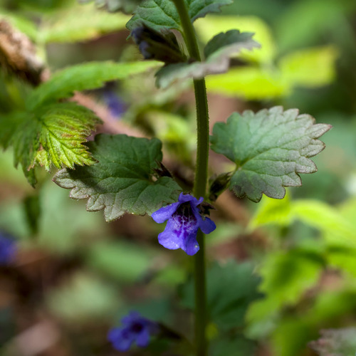ground-ivy