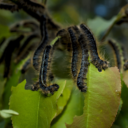Eastern Tent Caterpillar Moth