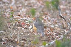 Turdus libonyana peripheris