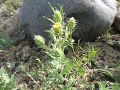 Xanthisma grindelioides