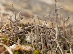 Cladonia subulata
