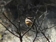 Monticola rupestris
