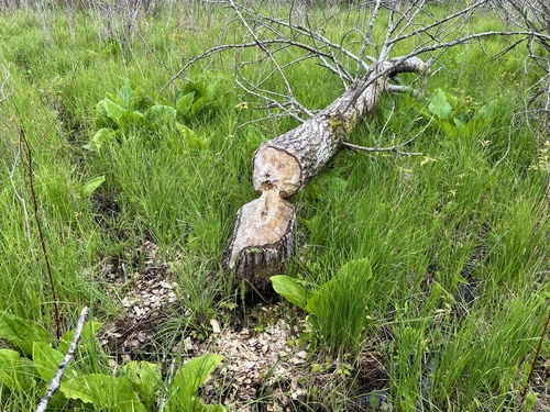 animal observation 3