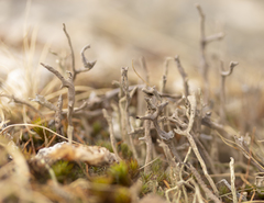 Cladonia subulata