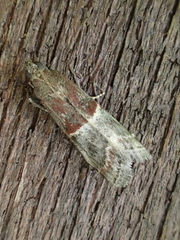 Acrobasis marmorea