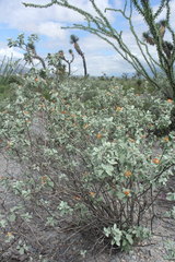 Buddleja marrubiifolia