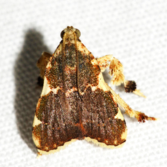 Parachma rufoflavalis