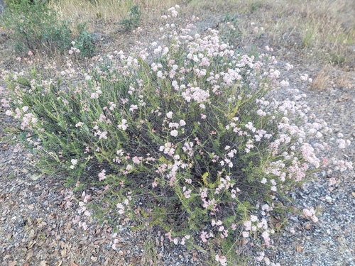iNaturalist observation photo of California Buckwheat