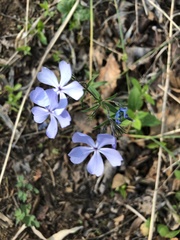 Phlox divaricata