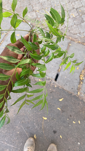 Neem