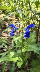 (c) samsama, some rights reserved (CC BY) Salvia patens, photograph (c) samsama, some rights reserved (CC BY)