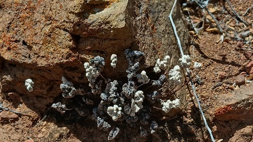 Notholaena californica, 2026-05-15