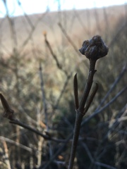 Viburnum lantana