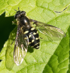 Dasysyrphus intrudens