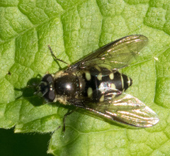 Dasysyrphus intrudens