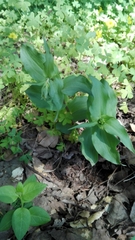 Epipactis helleborine tremolsii