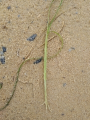 Zostera muelleri