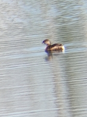 Podilymbus podiceps podiceps