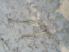 Zostera muelleri
