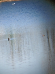 Podilymbus podiceps podiceps