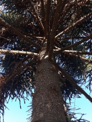 Araucaria angustifolia