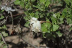 Mandevilla lanuginosa
