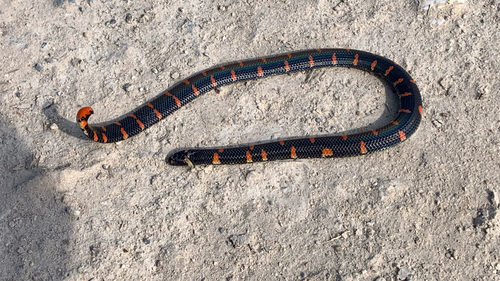 Cylindrophis ruffus observed 2026-05-18