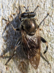Brachypalpus oarus