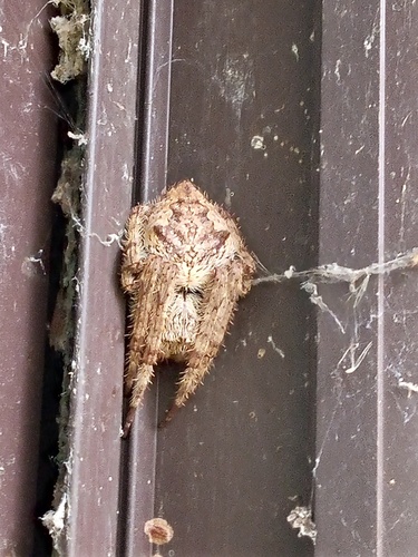 Australian Garden Orb Weaver