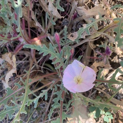 Oenothera wigginsii