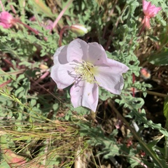 Oenothera wigginsii