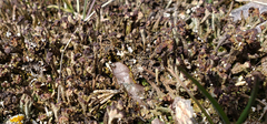 Cladonia subcariosa