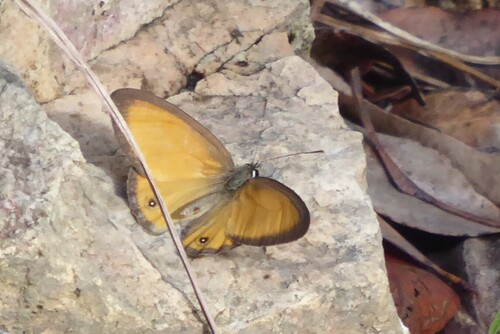 Orange Ringlet