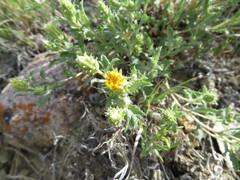 Xanthisma grindelioides