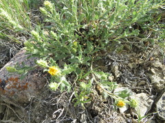 Xanthisma grindelioides