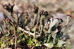 Cladonia subcariosa