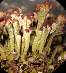 Cladonia subcariosa