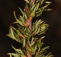 Cliffortia arcuata