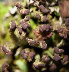 Cladonia subcariosa