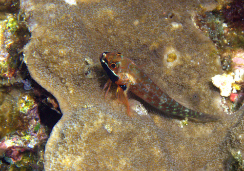 Randall's triplefin (Helcogramma randalli) — Tripterygiidae — 3
