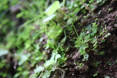 Anthoceros