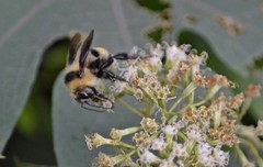 Bombus