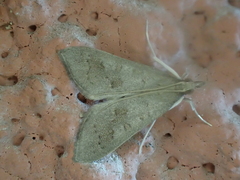 Mecyna asinalis