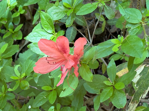 Rhododendron kaempferi iNat (3)