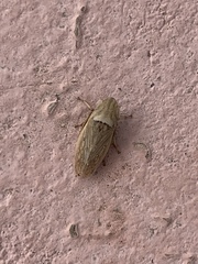 Prairiana sidana