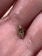 Prairiana sidana