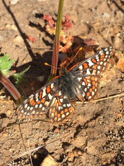 Euphydryas editha quino