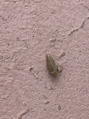Prairiana sidana